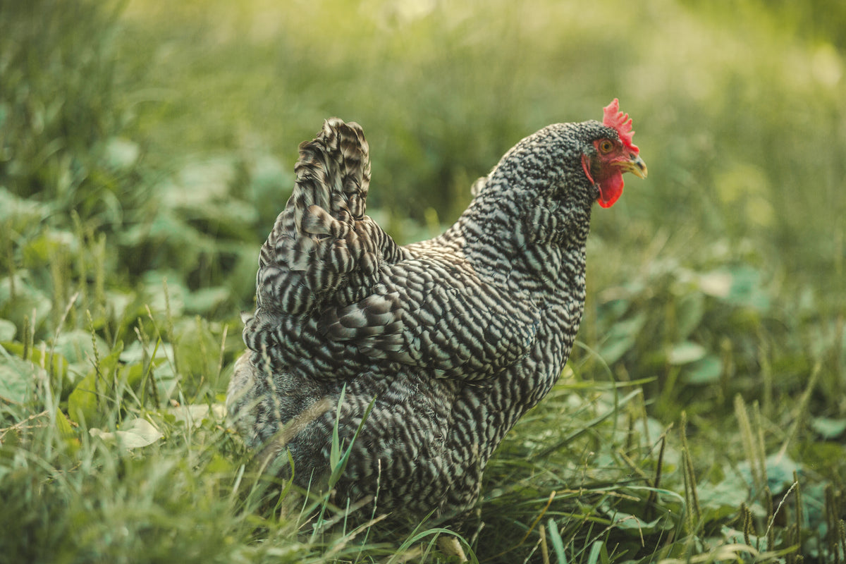 Chicken in grass | Hemp bedding for chickens