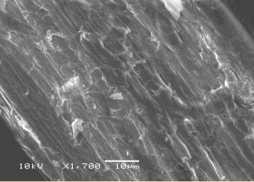 microscopic hemp image