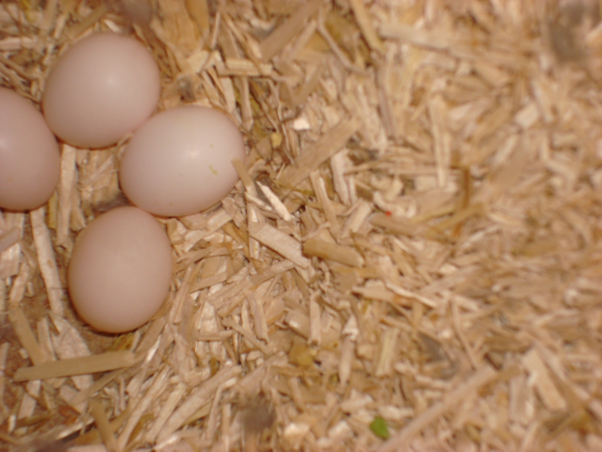 eggs in hemp bedding