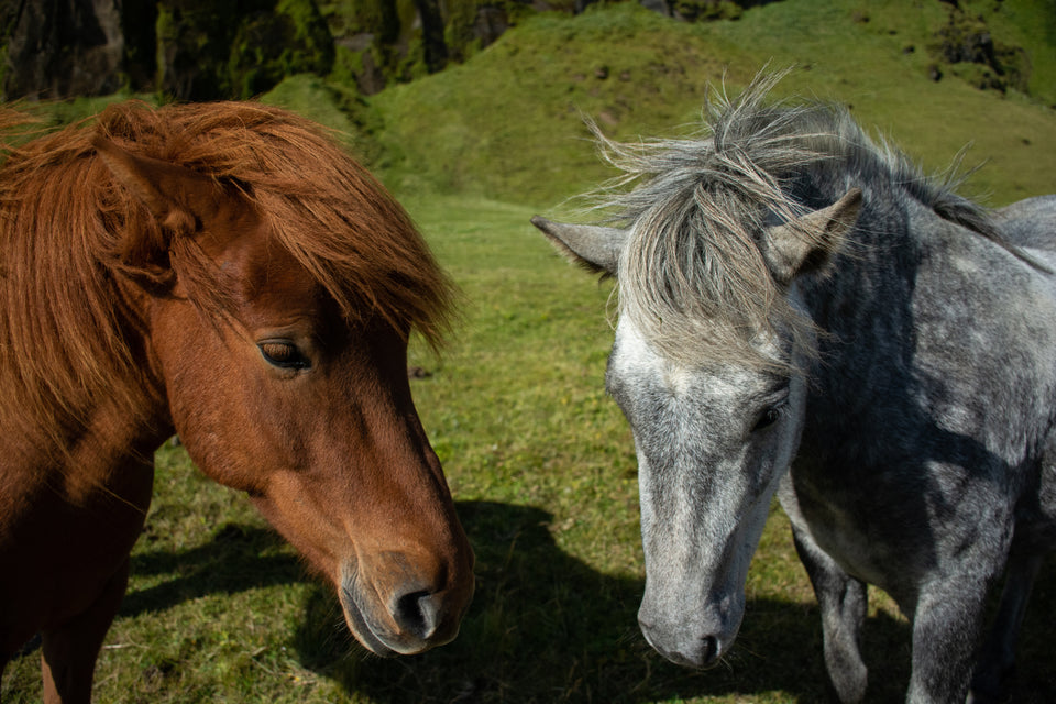 Two horses | Hemp Horse Bedding