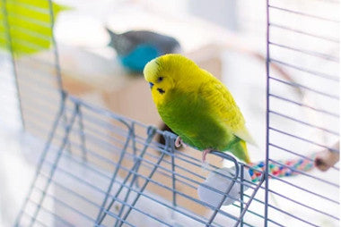 Birds in cage | Small pet hemp bedding
