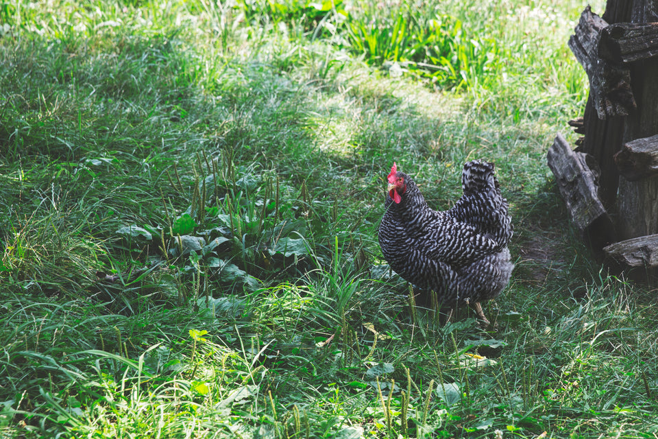 Chicken on grass | Hemp chicken bedding